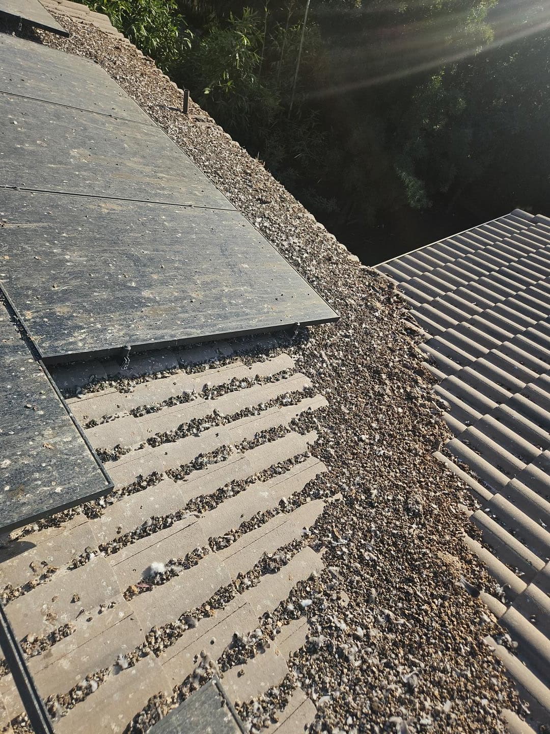 Bird droppings and nesting debris covering a tile roof beside solar panels